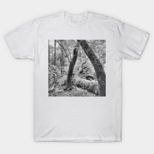 Dipsea Trail, Muir Woods National Monument T-Shirt